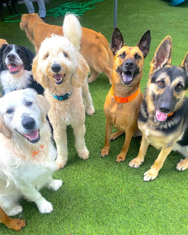 Puppy Haven - Smyrna