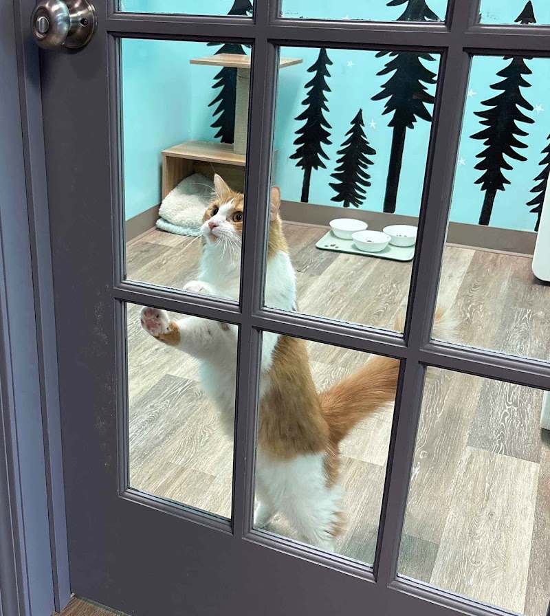 Purrfect Paradise Cat Hotel