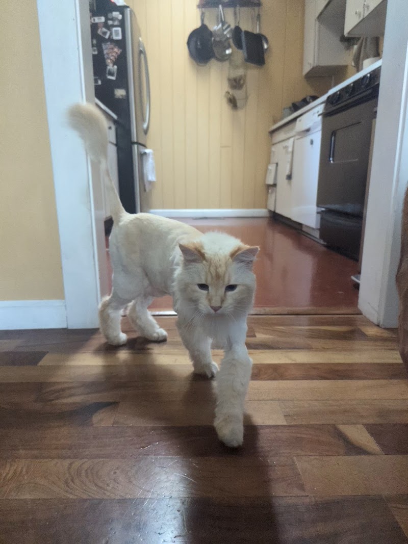 Quick Paws Pet Care Services