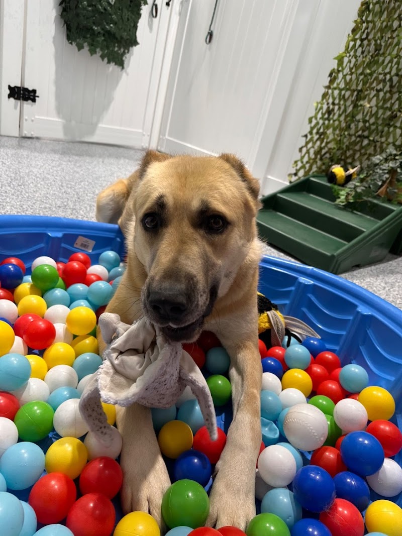 Rainier Dog Resort & Spa, LLC