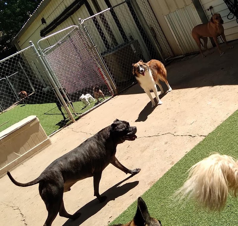 RDU Pet Resort