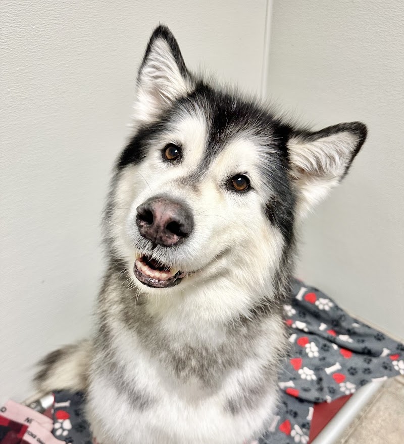 Red Dog Pet Resort & Spa Springdale