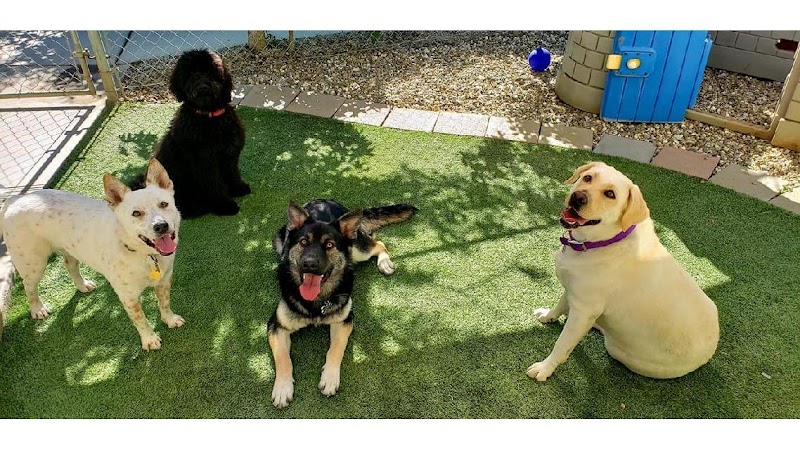 Renaissance Pet Resort & Spa