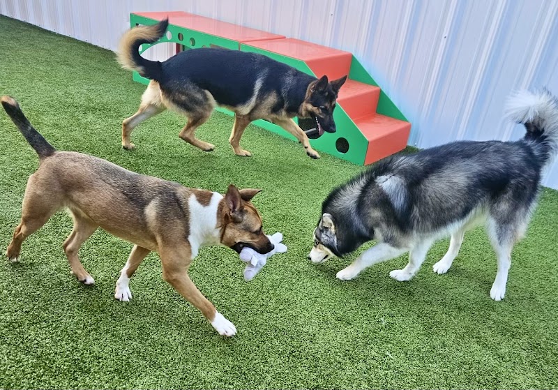 Resort 4 Paws | Louisville & Indiana’s Premier Pet Facility