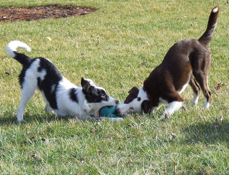 River Bend Pet Center