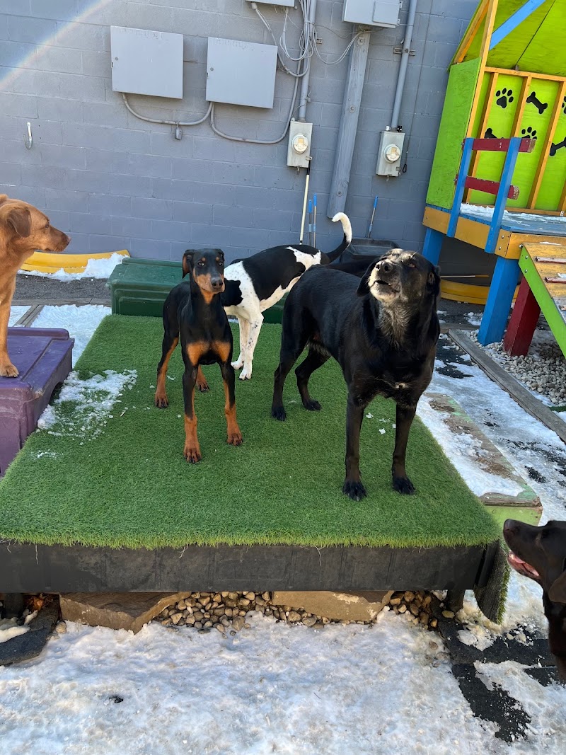 Rockstar Pets Chicago