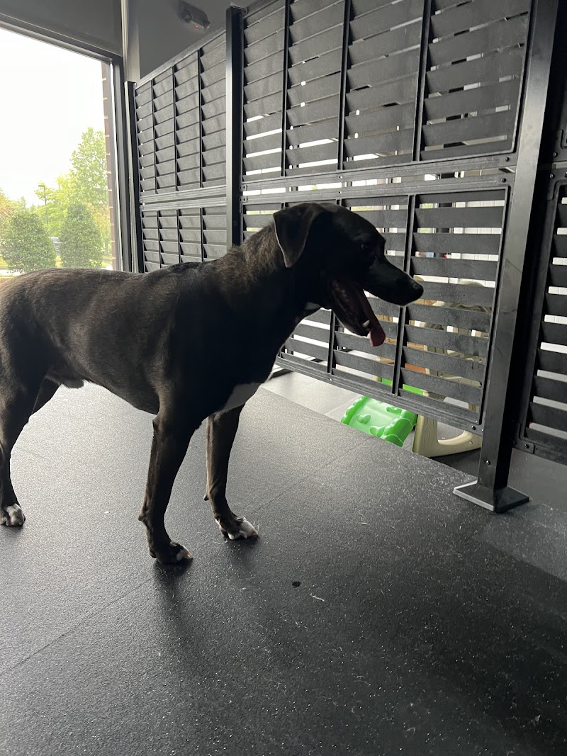 Rocky Top Pet Resort