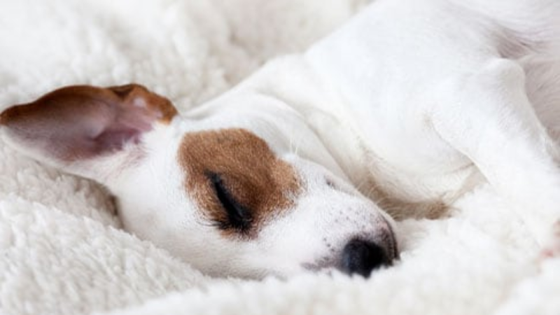 Room For Paws Pet Resort