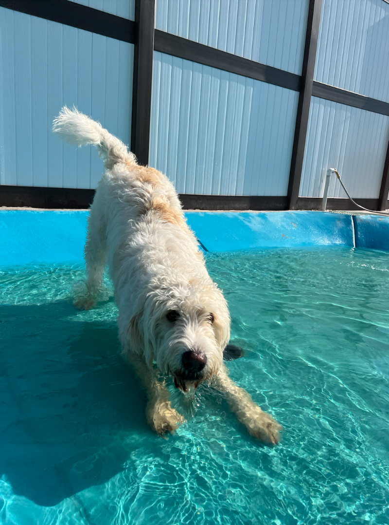 Ruff Life Resort
