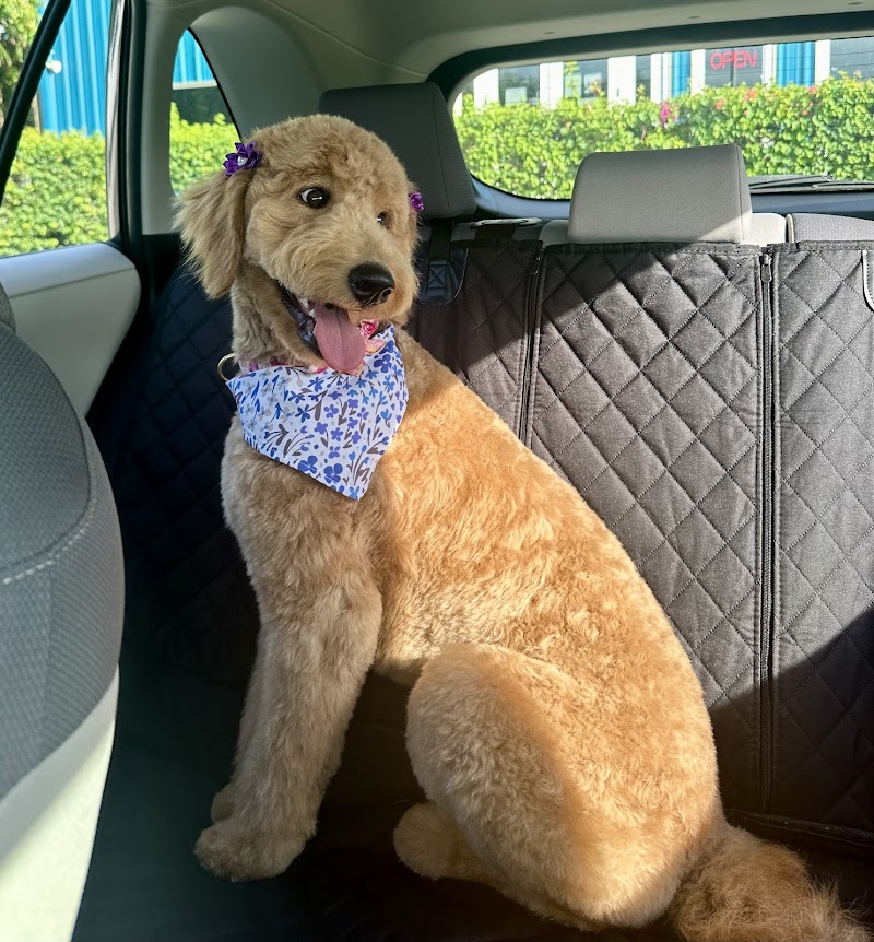 Sailor’s Dog Spa