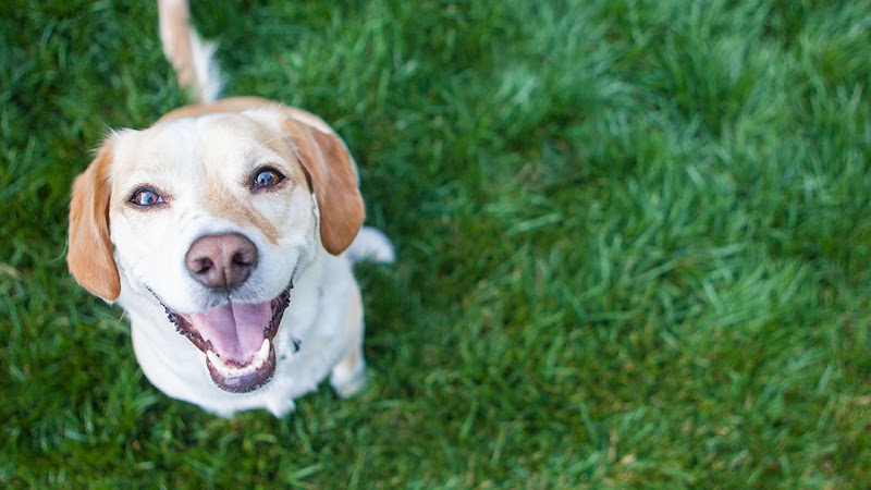 Savvy Paws Pet Resort
