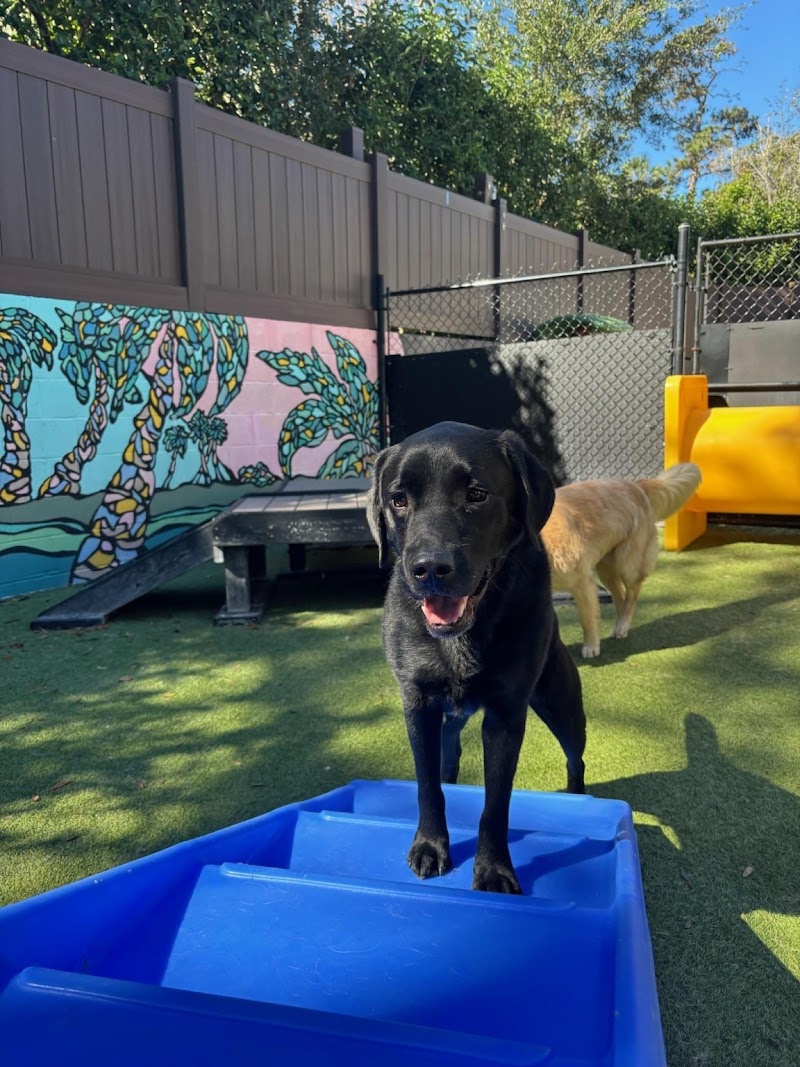 Sawgrass Pet Resort