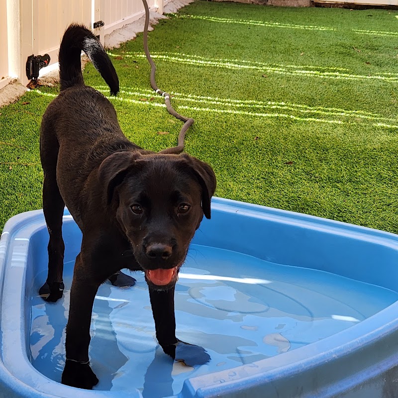 Scotts Hill Pawville - Pet Boarding, Grooming, Daycare, Training