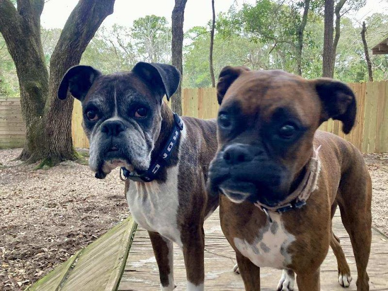 Sea Paws Dog Resort
