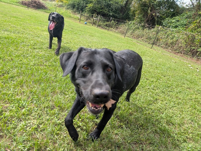Sea Paws Dog Resort