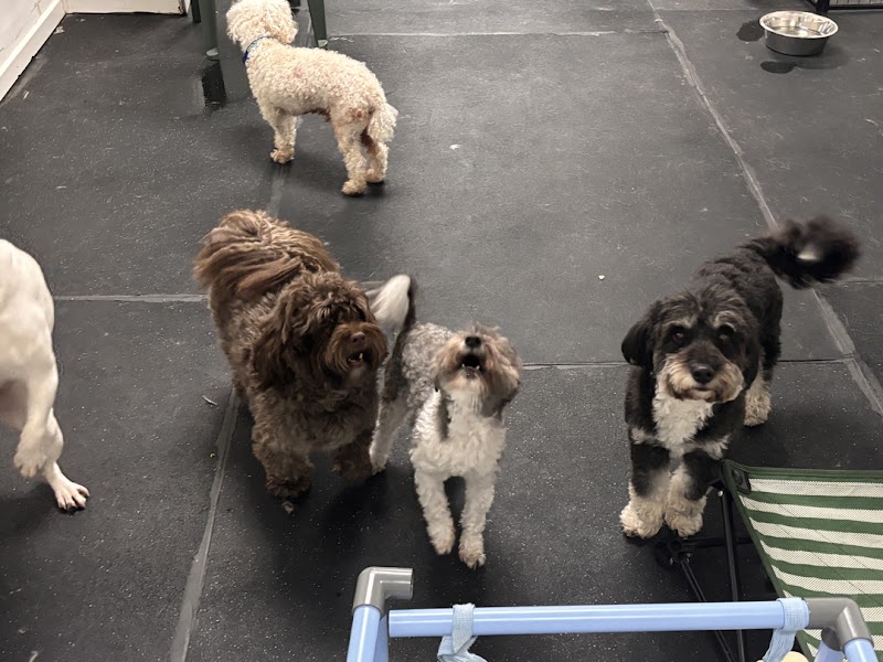 Seattle Canine Club - SoDo