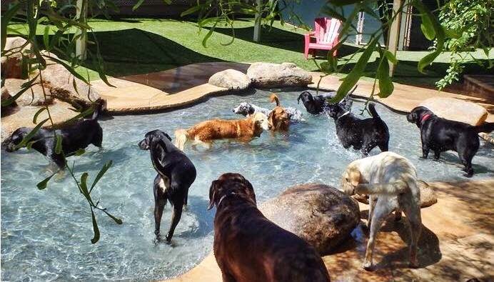 Second Home Pet Resort