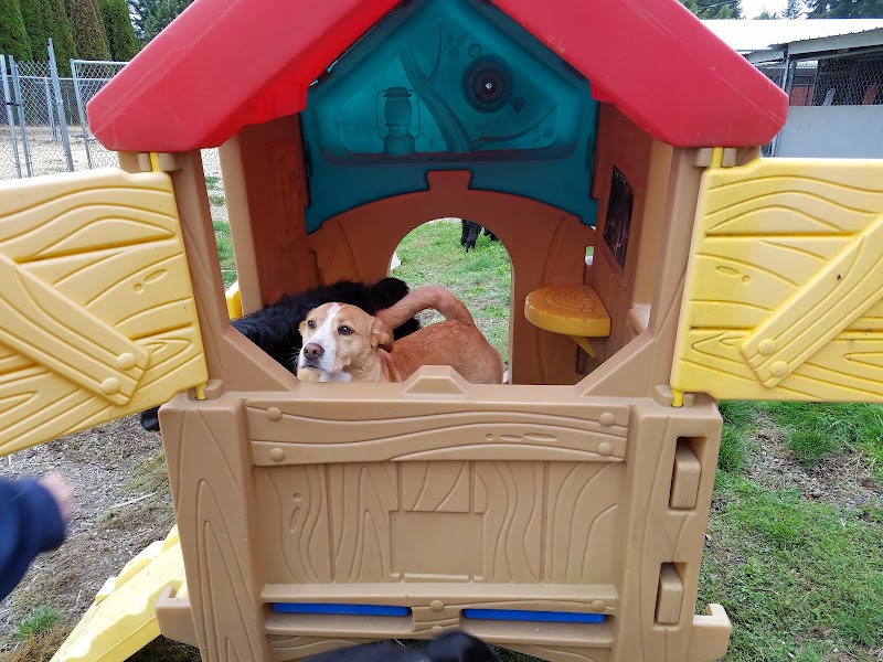 Shaggy Shack Pet Resort & Spa