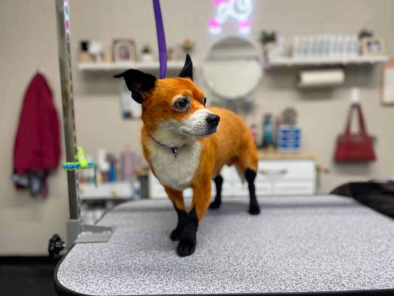 Sit N Stay Pet Retreat