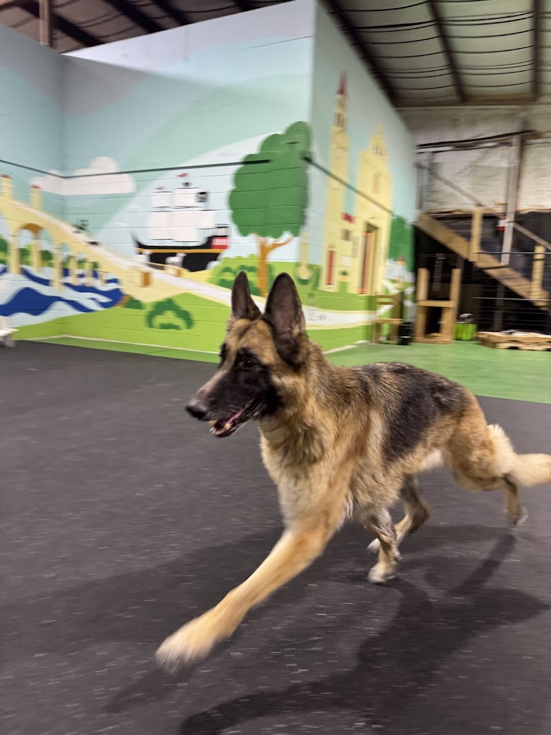Smart Paws Resort and Training