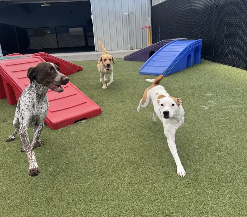 Social Pet at Charlotte