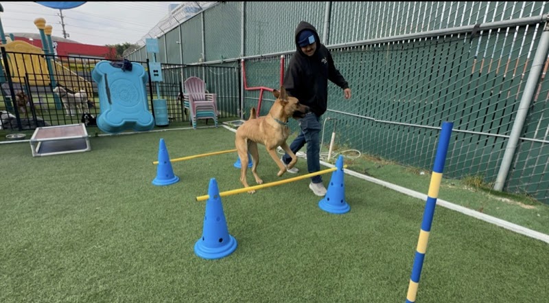 South Park Doggie - Adventureland (South Bay)