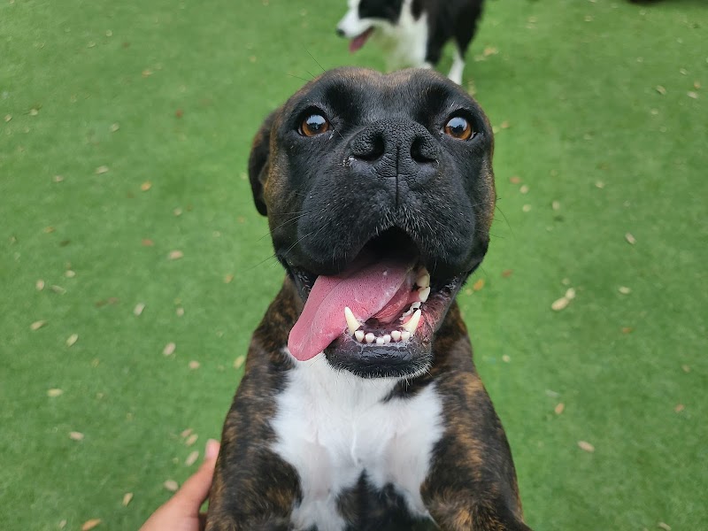 Southpaw Pet Resort