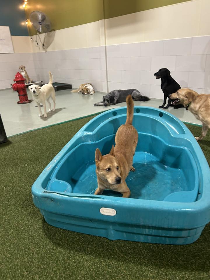 Spa Paw & Tail Premier Pet Resort