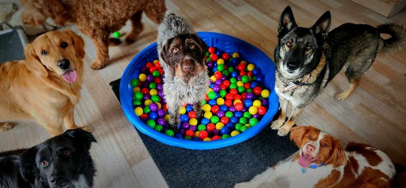 Spanish Springs Pet Resort