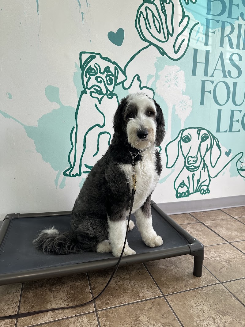 Splash Premier Pet Resort