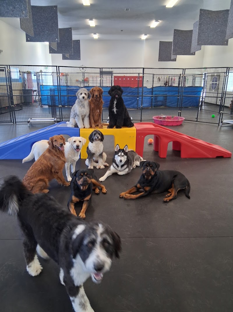 Sport Dogs Complex