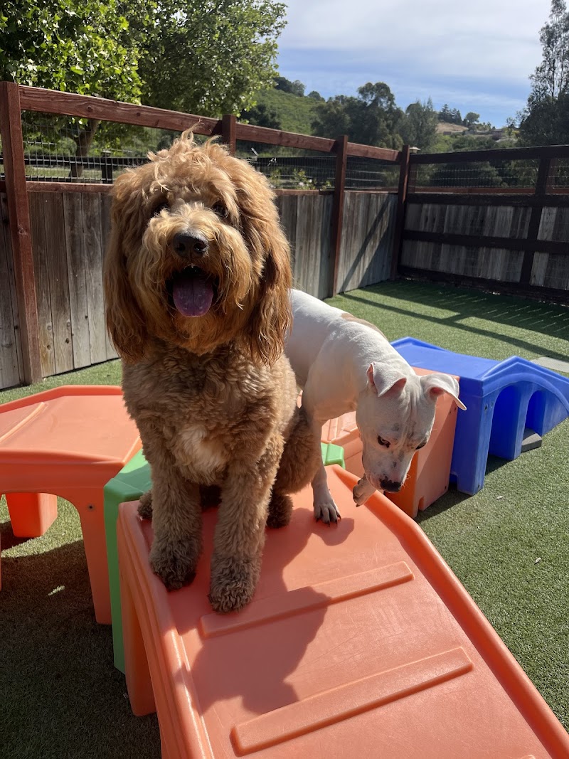 Springdale Pet Ranch