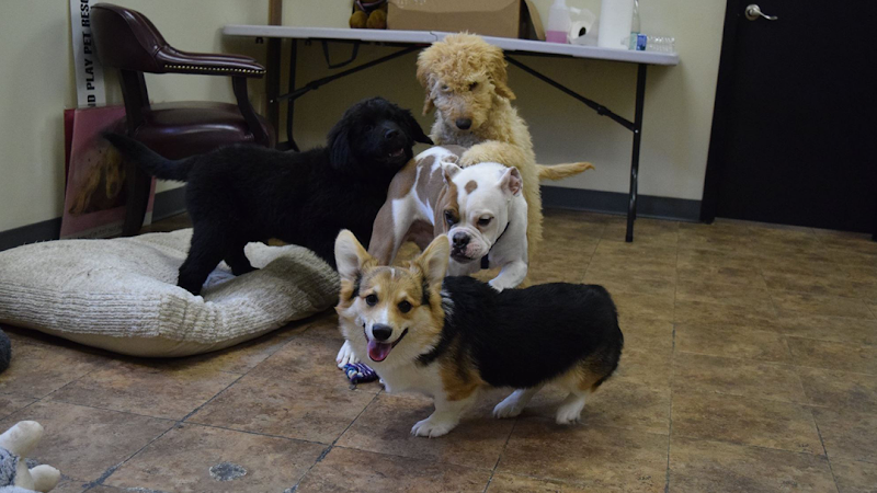 Stay & Play Pet Resort LLC