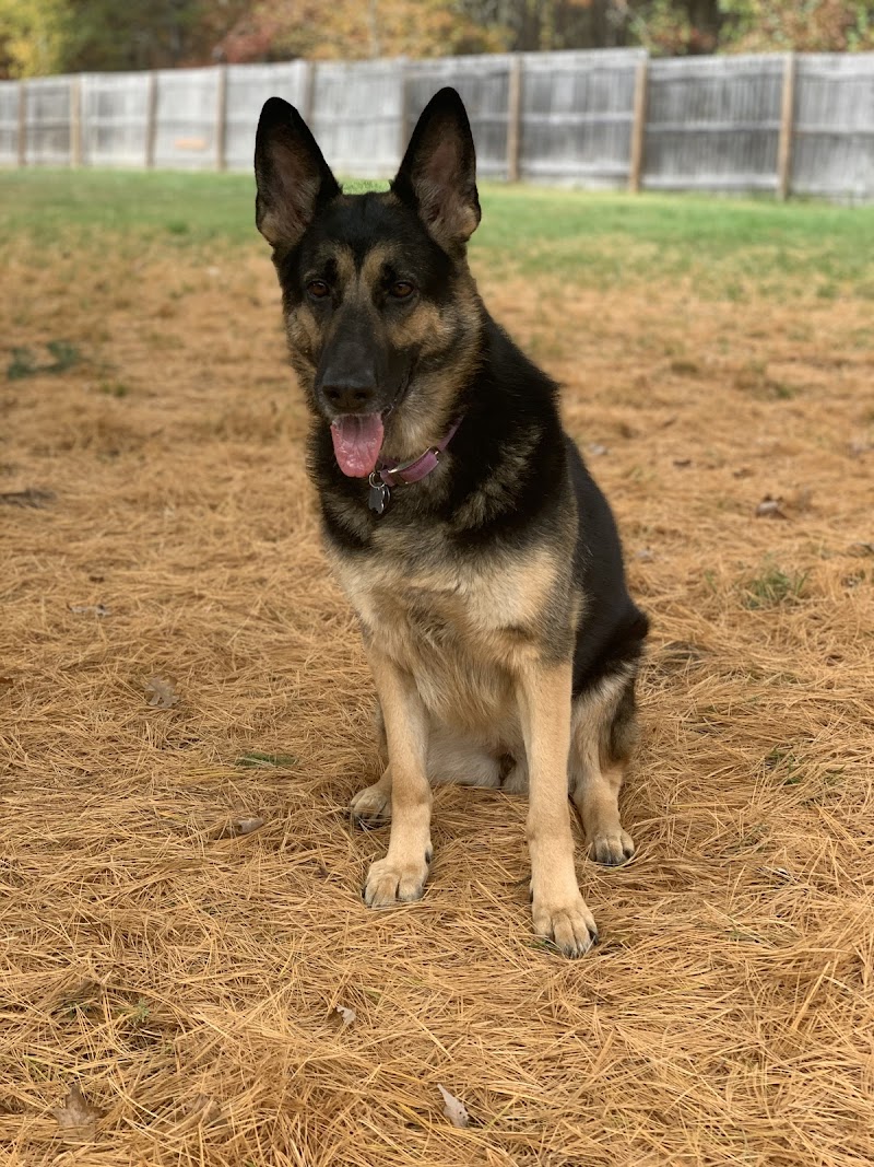 Stay and Play Pet Resort