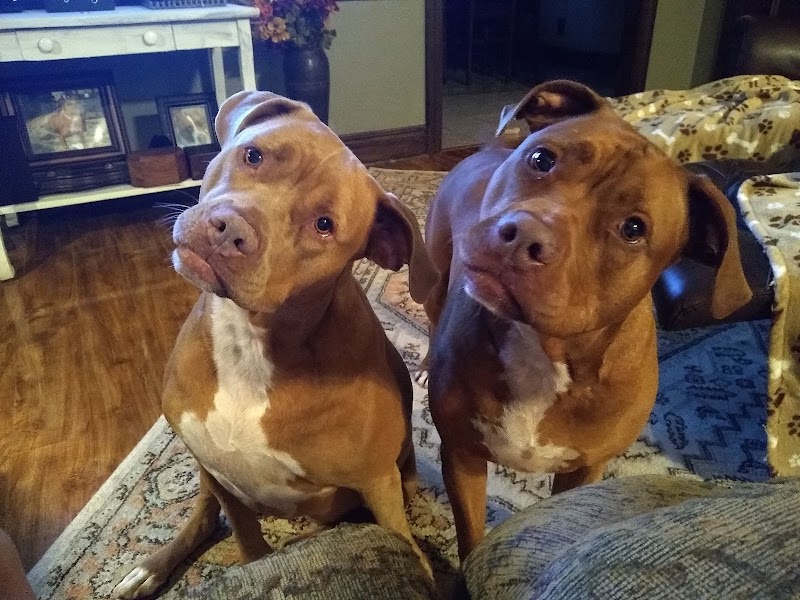 Stoney Creek Pet Lodge & Rehab Center