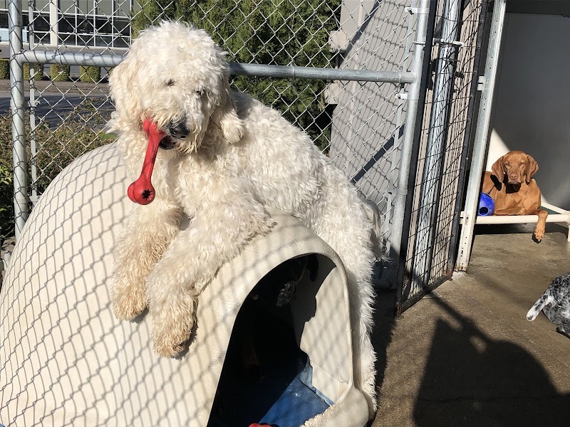 Suite Dog Daze LLC