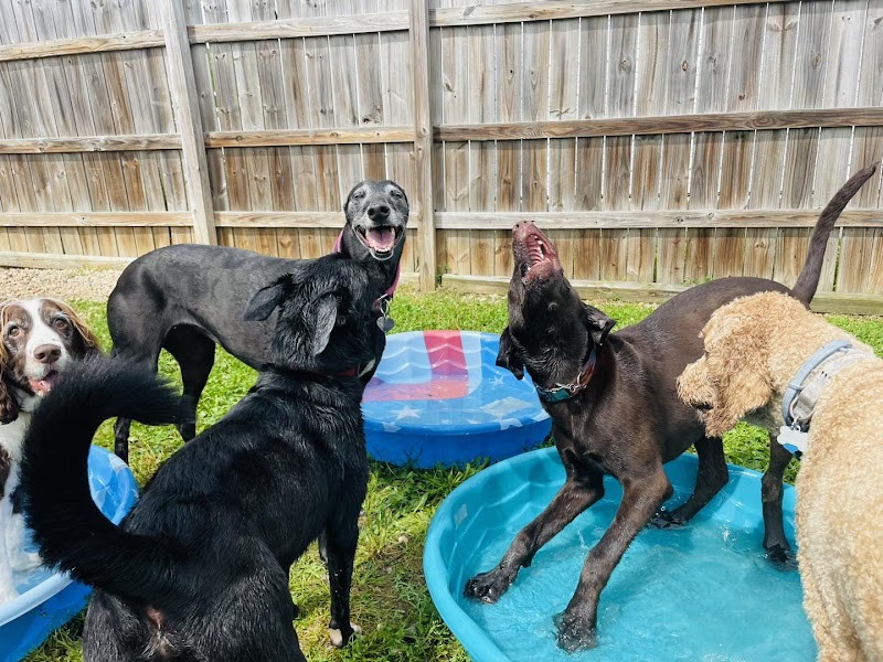 Suite Life Pet Resort