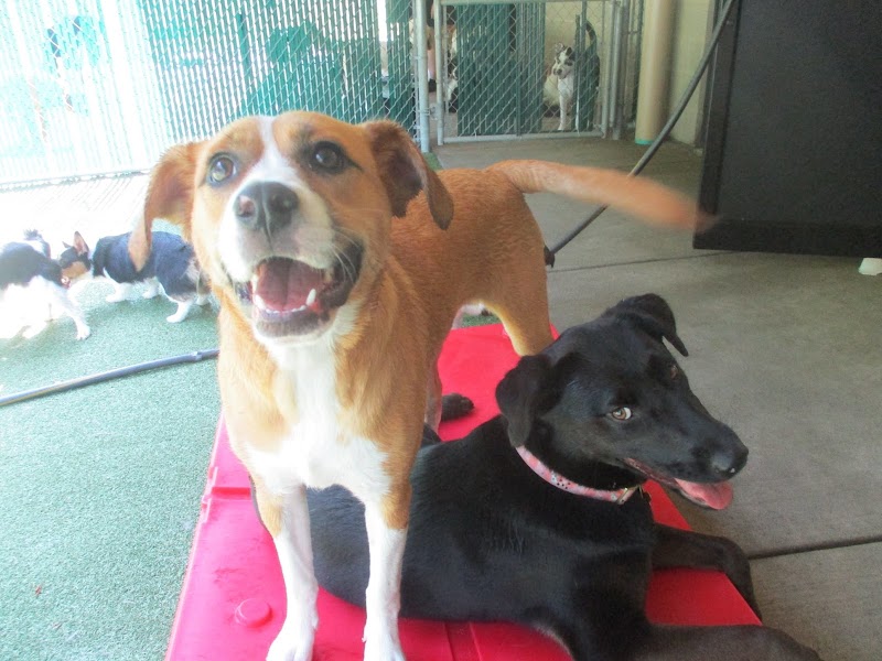 Suite Paws Pet Resort & Spa
