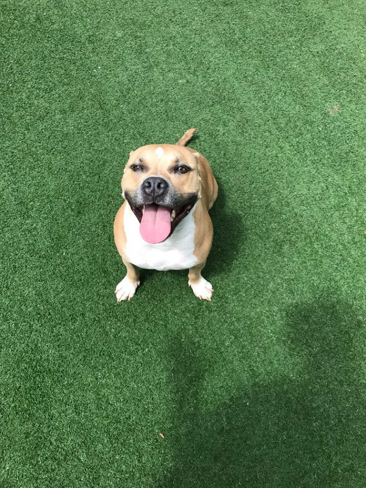 Suite Paws Pet Resort & Spa Raleigh