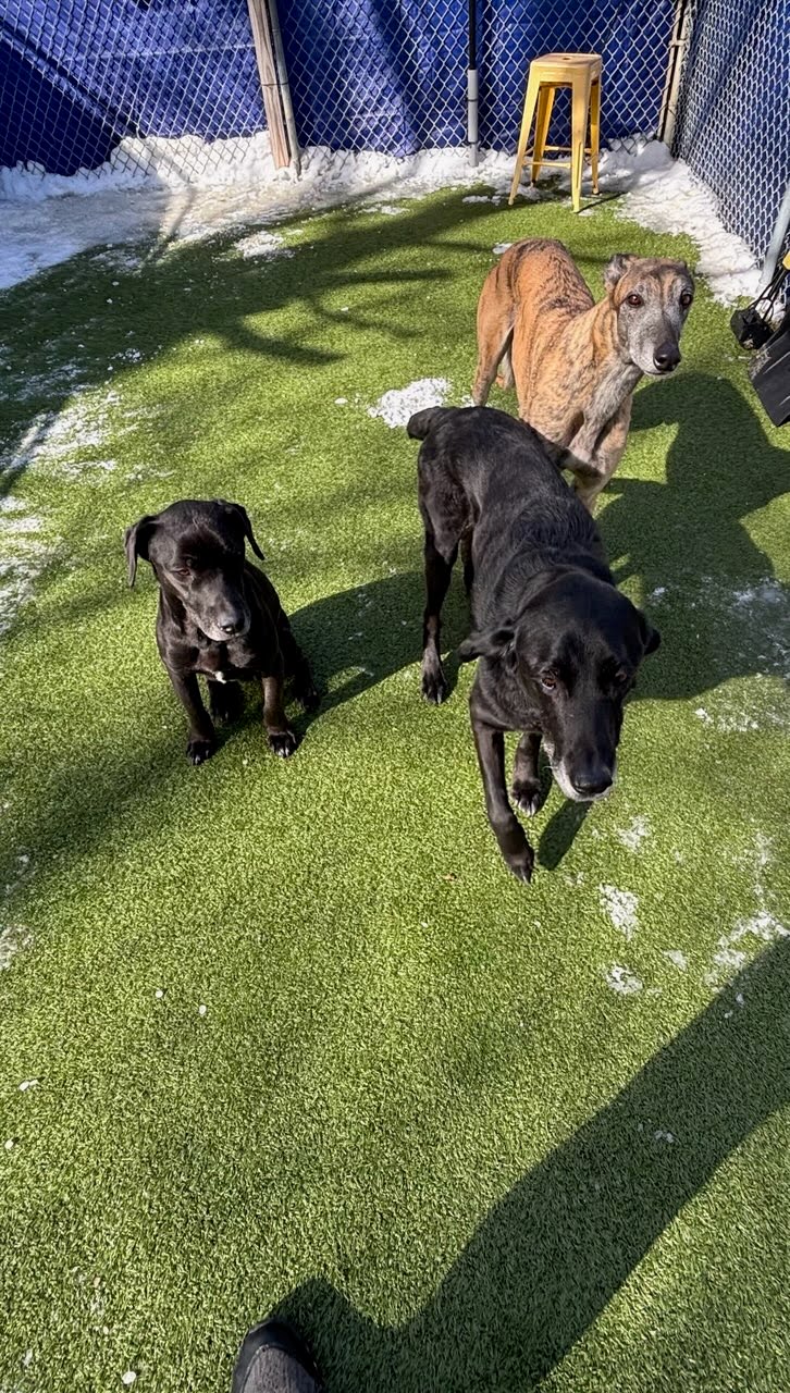 Sunwater Pet Resort
