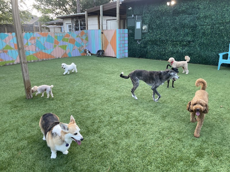 Super Paws: Dog Boarding & Daycare