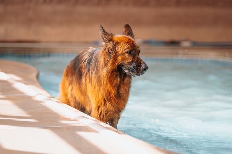 Tail Town Pet Resort
