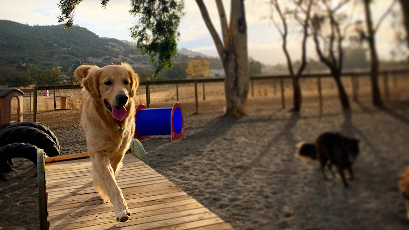 Taylor Mountain Canine Retreat