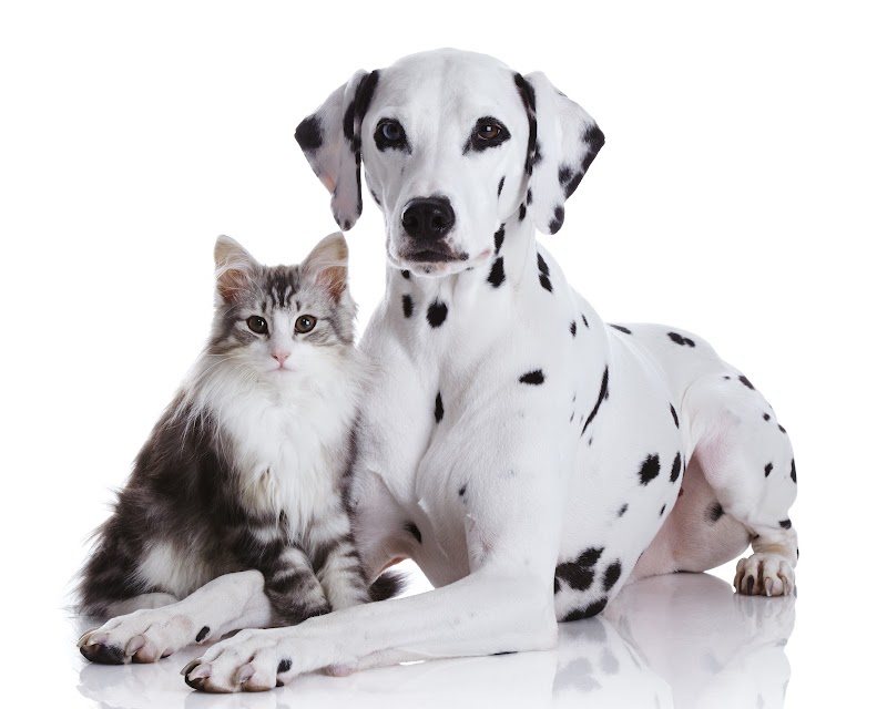 Tender Loving Care Pet Nursing Hotel