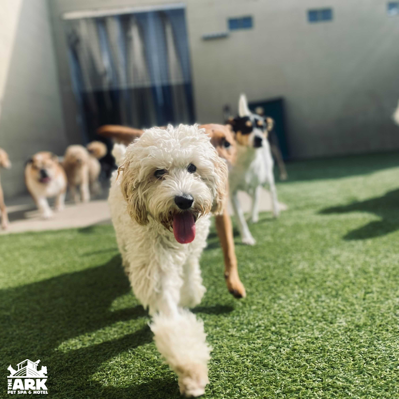 The Ark Pet Spa & Hotel - Madison