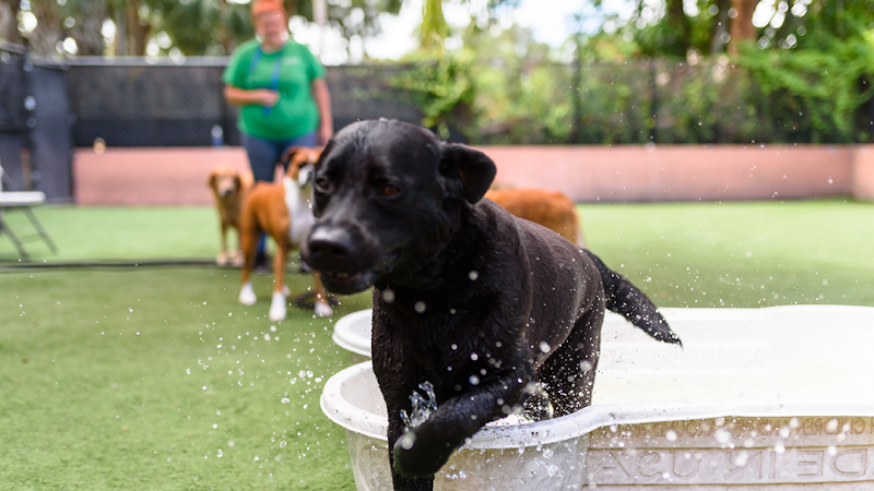 The Bark Park