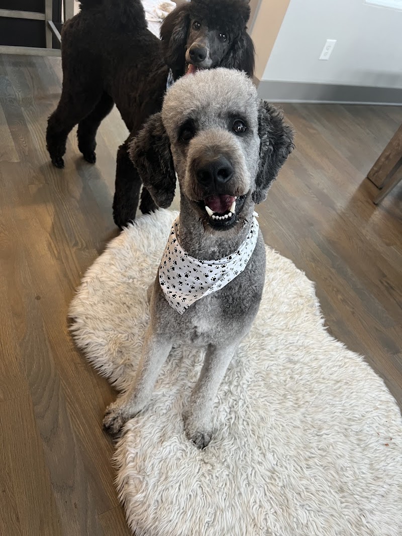 The Belmont Pet Resort and Daycare