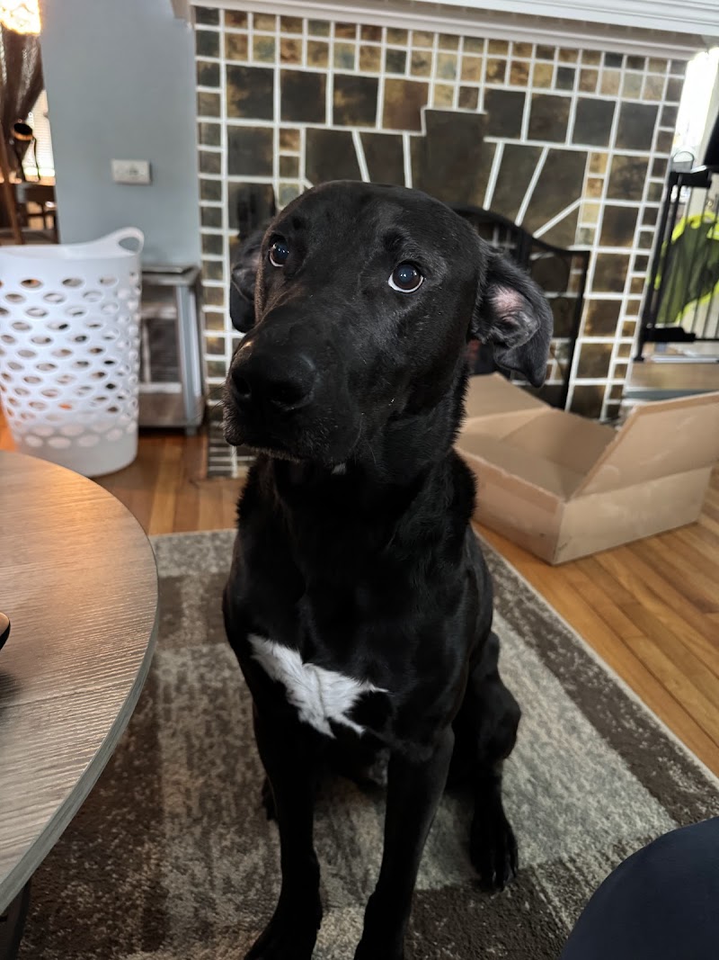 The Berkley Creek Pet Retreat - Dog Daycare and Boarding