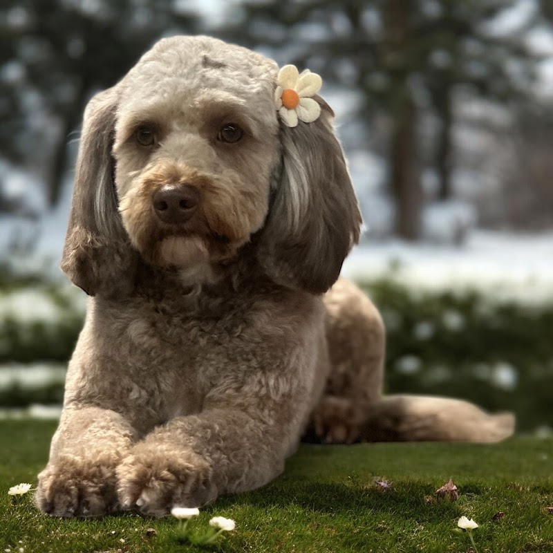 The Dog Haus Pet Resort