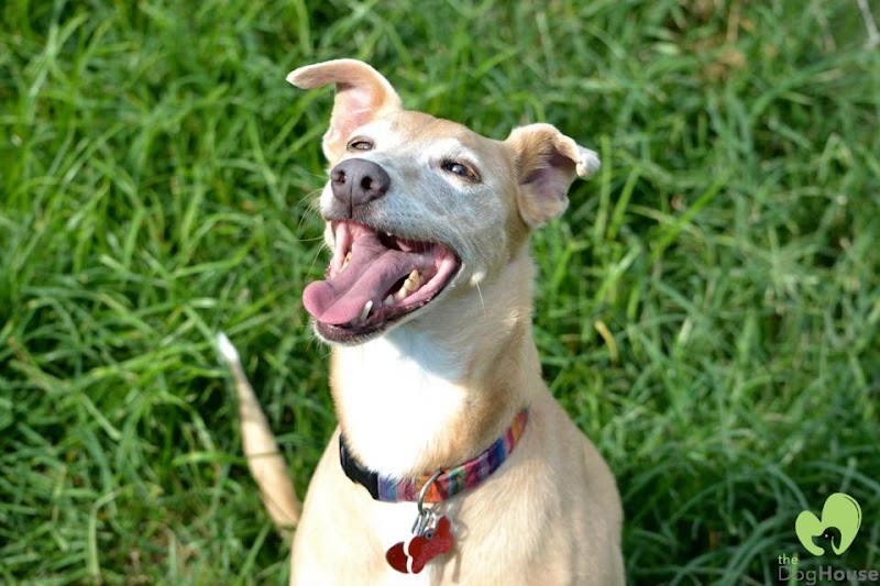 The Dog House, LLC